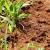 Tigerville Fire Ants by Panther Pest Control LLC